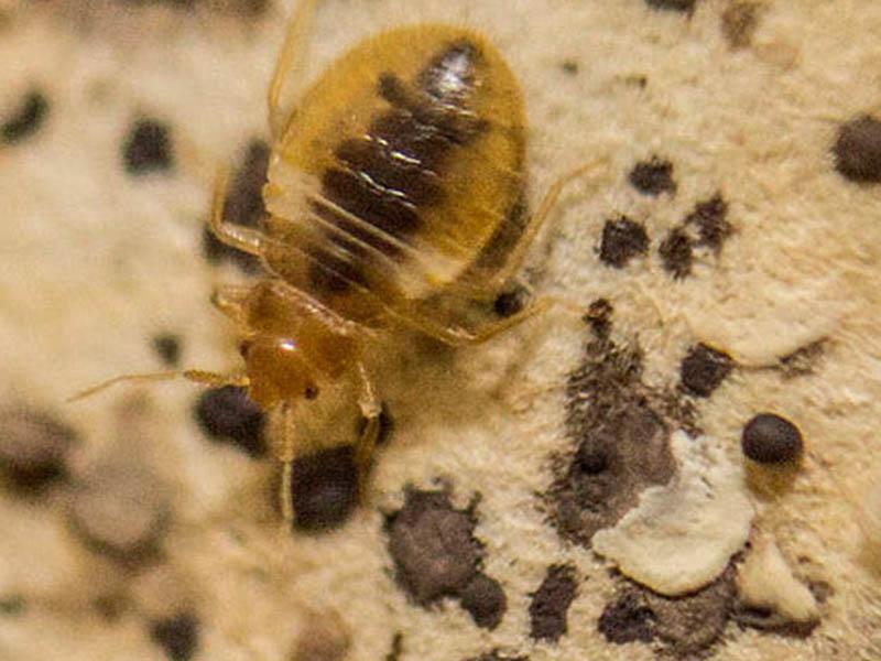 "Cifox" from bed bugs: instructions for use, where to buy and at what price
