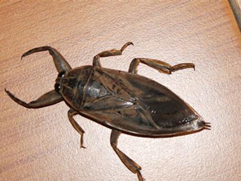 Life of Belostoma - a giant water bug 01