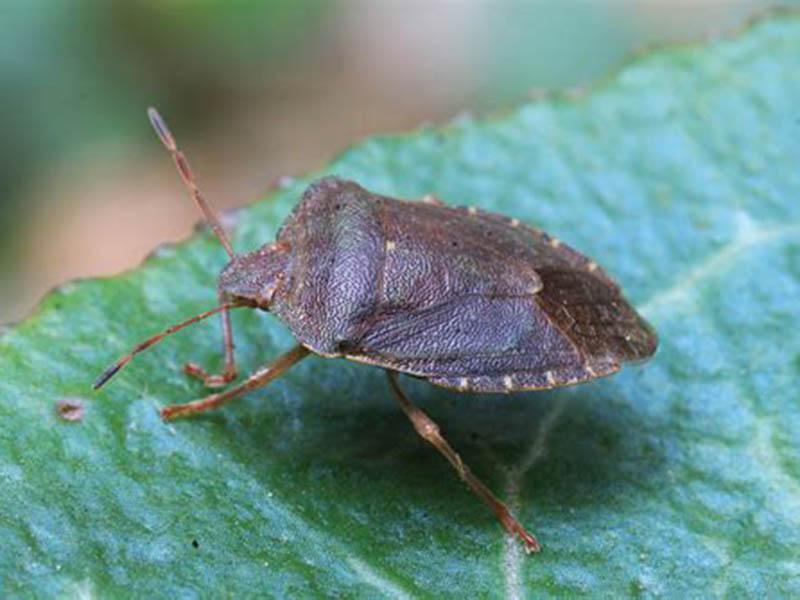 Wood bugs: what they look like, what color, what harm they do, do they bite, how to get rid of 01