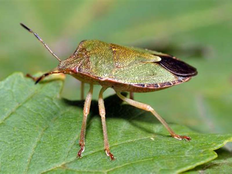 Wood bugs: what they look like, what color, what harm they do, do they bite, how to get rid of 03