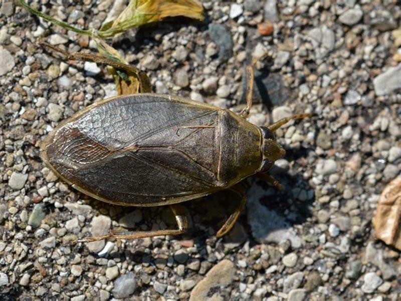 The life of Belostoma - a giant water bug 05