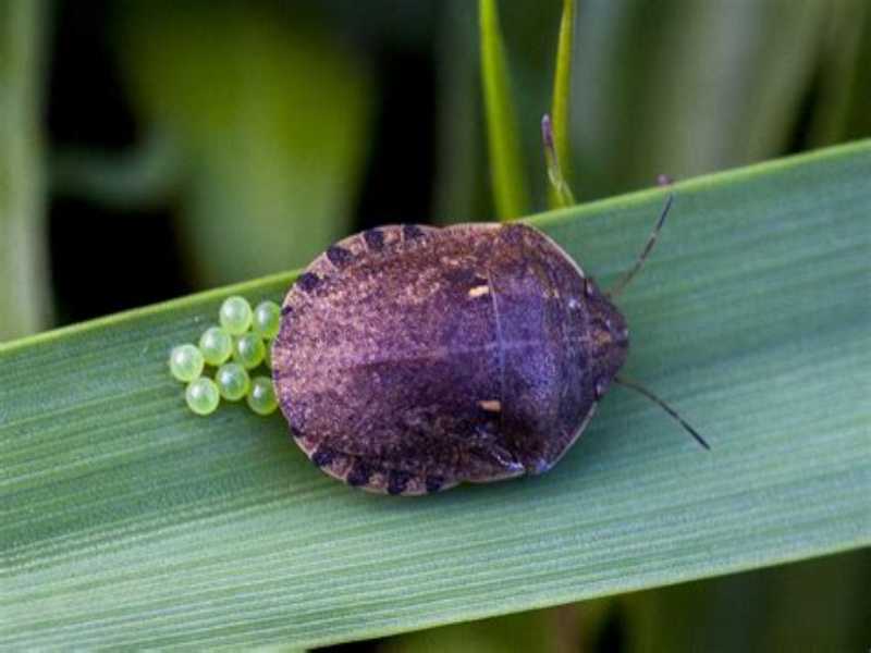 Turtle bug (harmful): what it looks like, how dangerous and harmful, how to get rid of 12