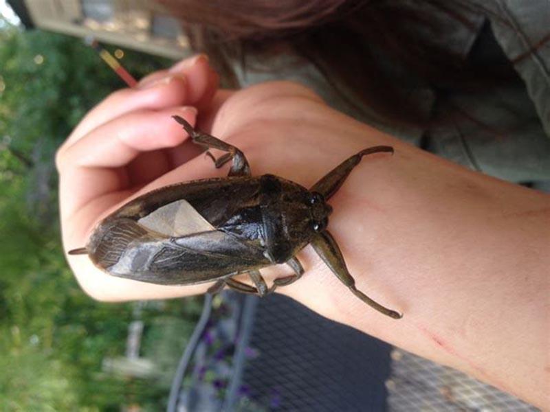 The life of Belostoma, the giant water bug 11