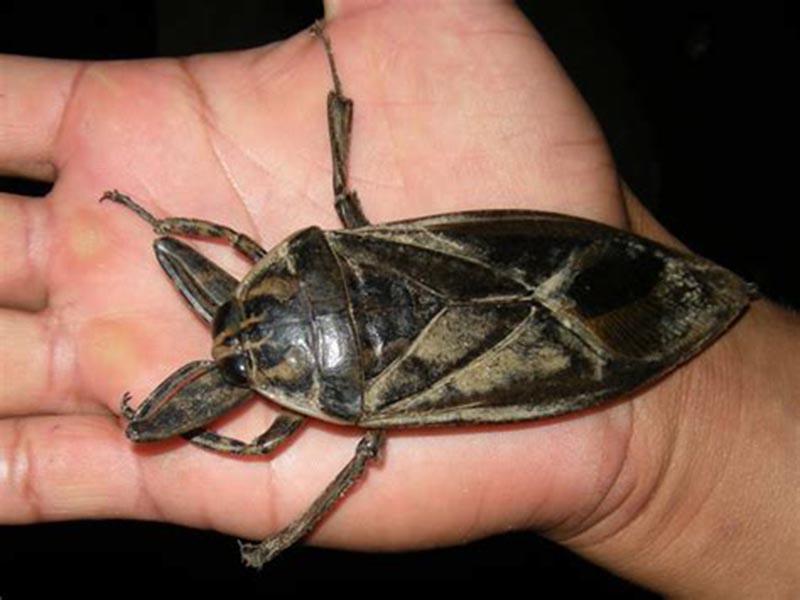 The life of Belostoma - a giant water bug 12