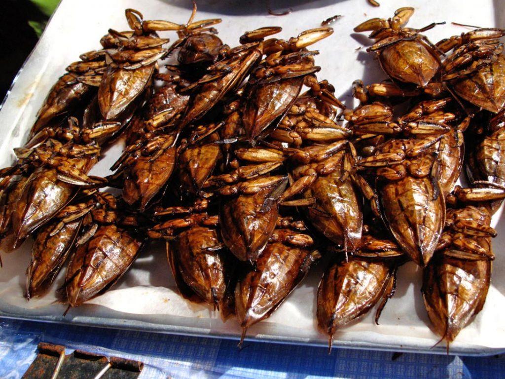 La vita di Belostoma, l'insetto acquatico gigante 17