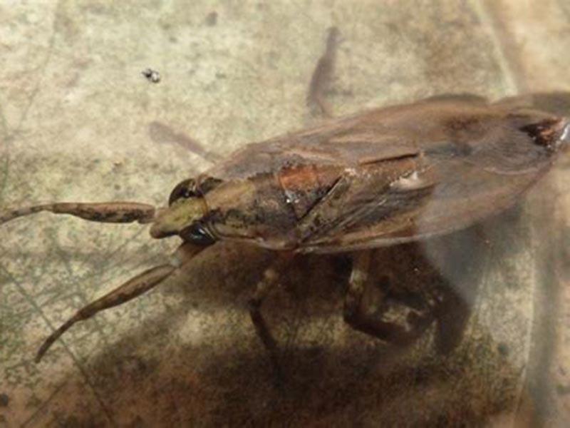 La vita di Belostoma, l'insetto acquatico gigante 19