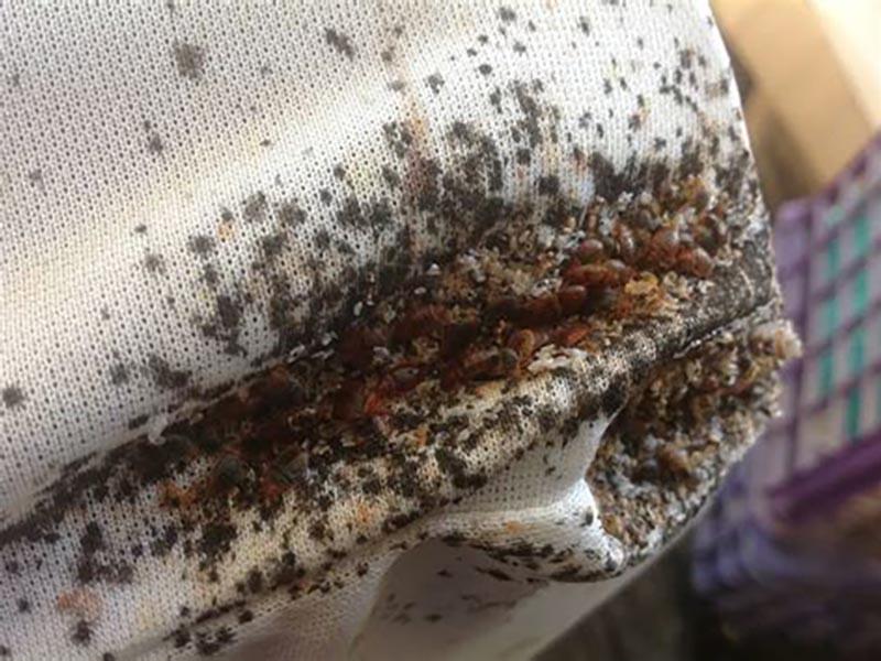 Bed bugs in the apartment - photo