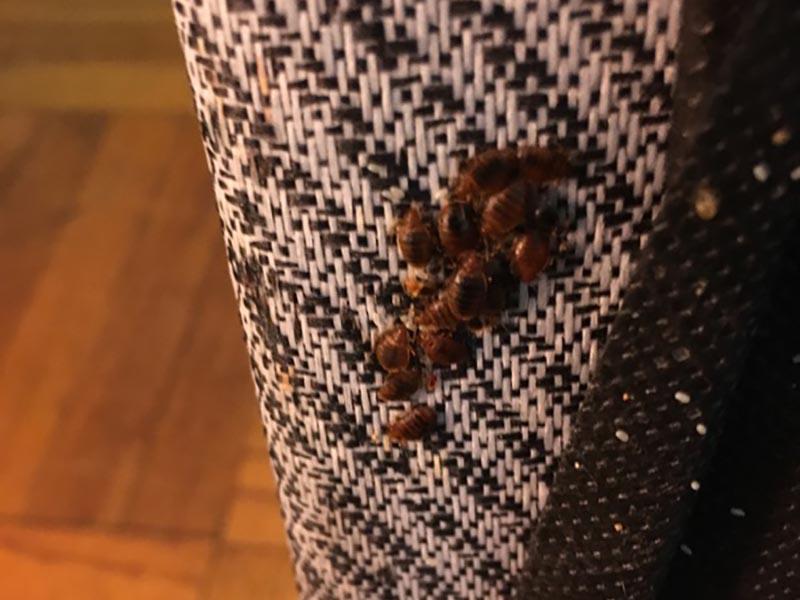 Bed bugs in upholstered furniture