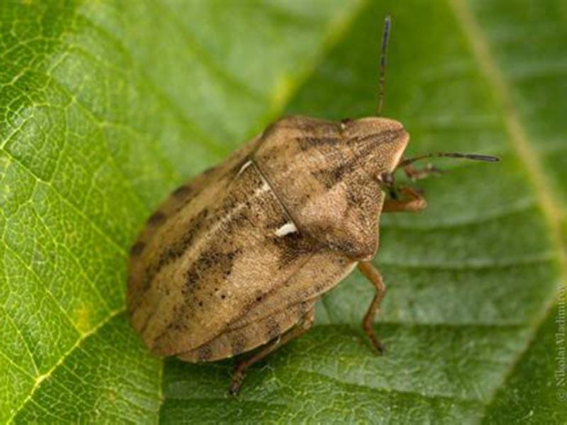 Stink bug: what it looks like, where it hurts, and how to fight it. photo of the bug 14