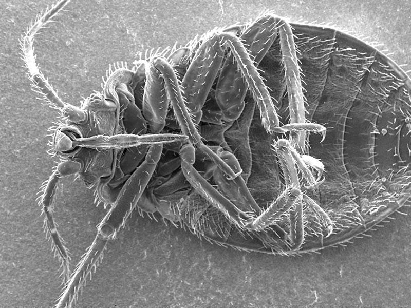 Un parasite domestique sous un microscope