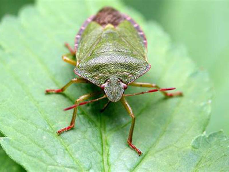 Wood bugs look like, what color, what harm they do, do they bite, how to get rid of them 18