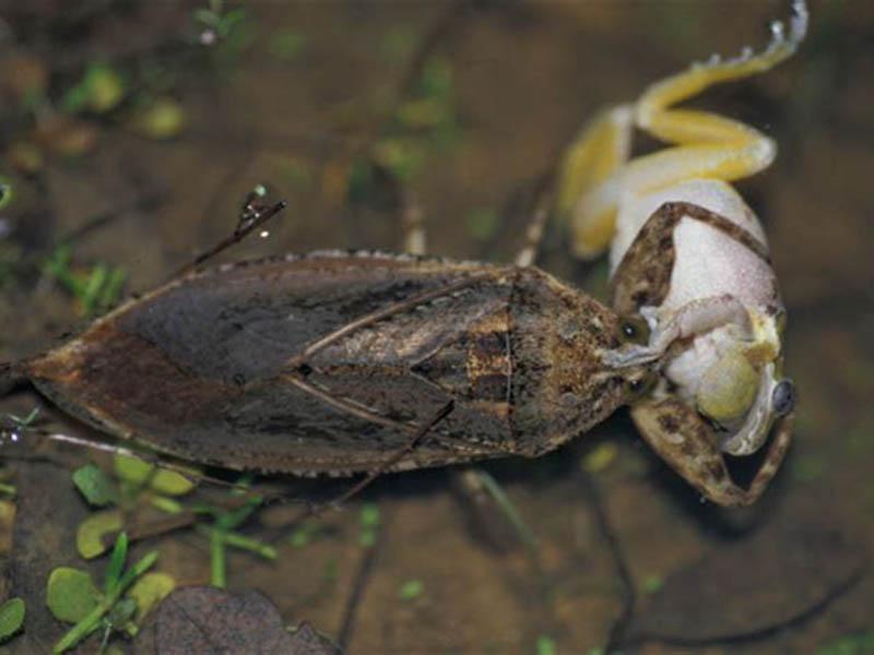 La vita di Belostoma, l'insetto acquatico gigante 22