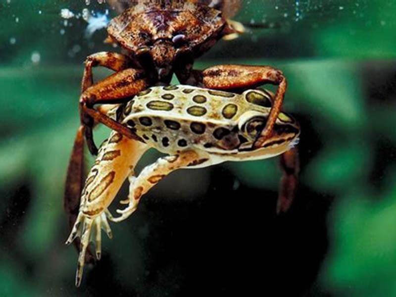 La vita di Belostoma, l'insetto acquatico gigante 23