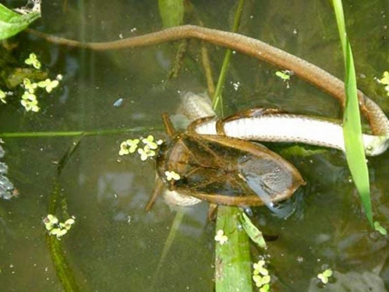 The life of Belostoma - a giant water bug 20