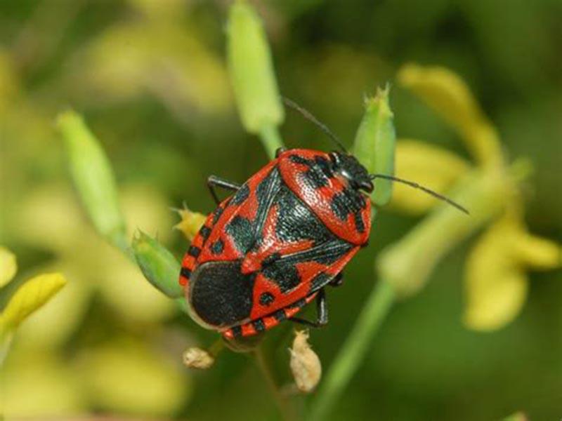 Stink bug: what it looks like, where it hurts, and how to fight it. photo of the bug 16