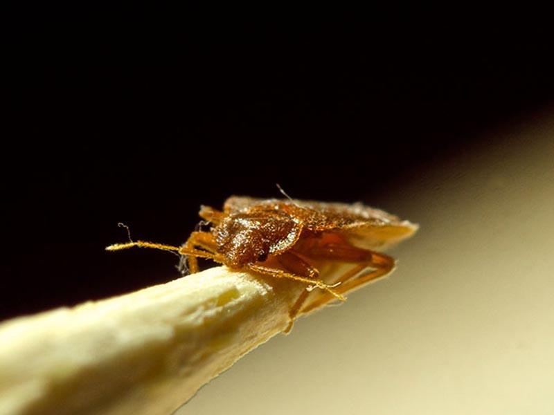 Close-up photo of a bedbug