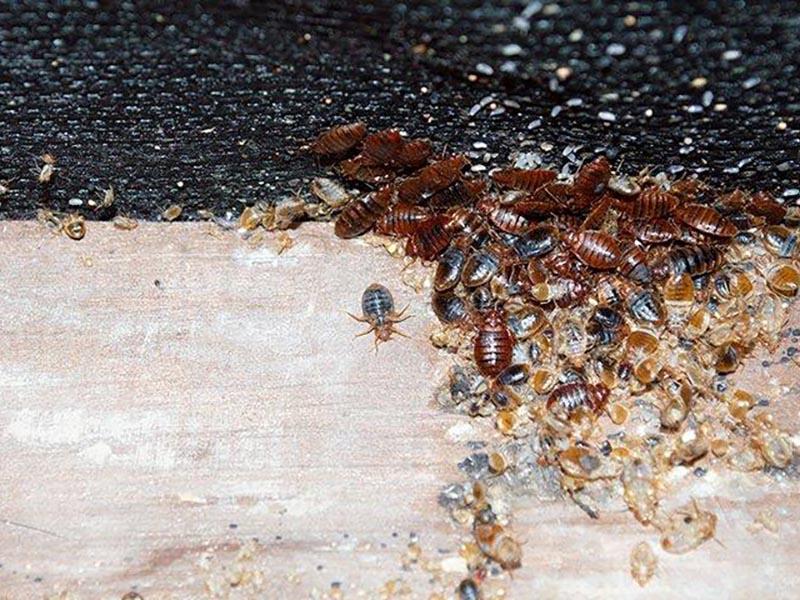 Photo of a colony of furniture bugs