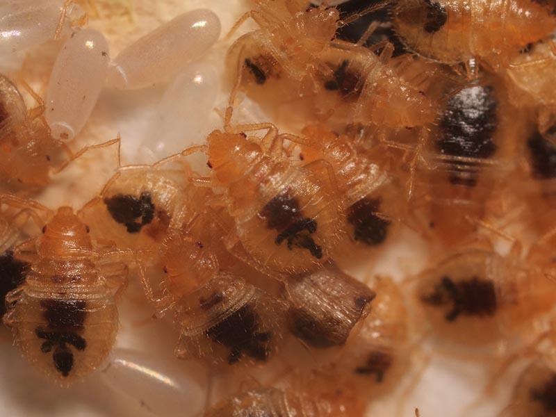 Photo of the larvae of bed bugs