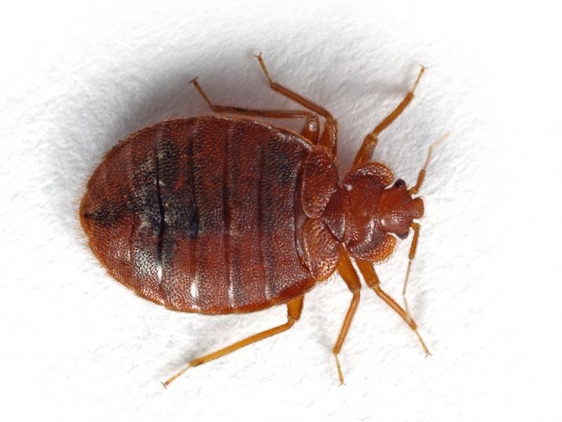 A picture of a bedbug