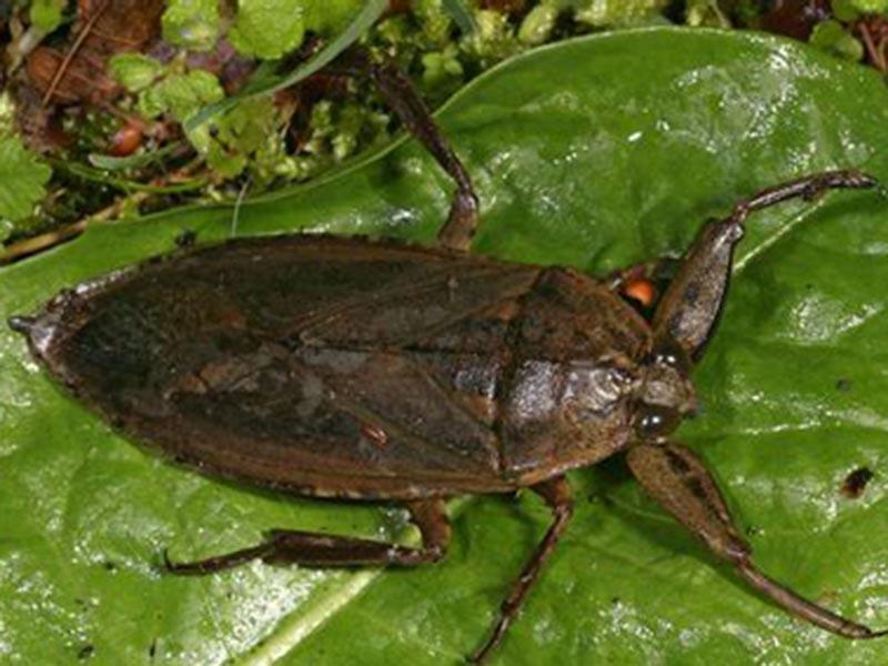 Water bugs: who they are, what they look like, why they are gigantic in size, how they move, is their bite dangerous to humans 06