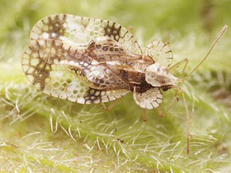 Stink bug: what it looks like, where it hurts, and how to fight it. photo of the bug 12