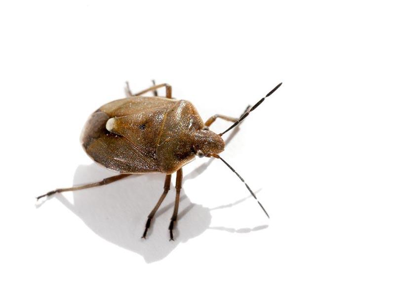 What a bedbug looks like - street photo