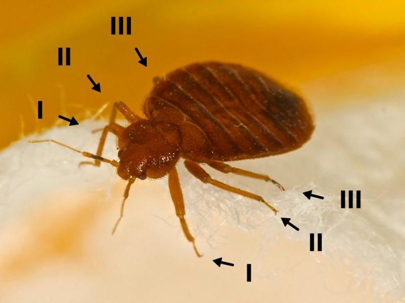 What do bed bugs look like - photo