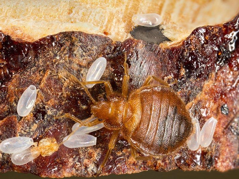 What bed bugs look like in apartments