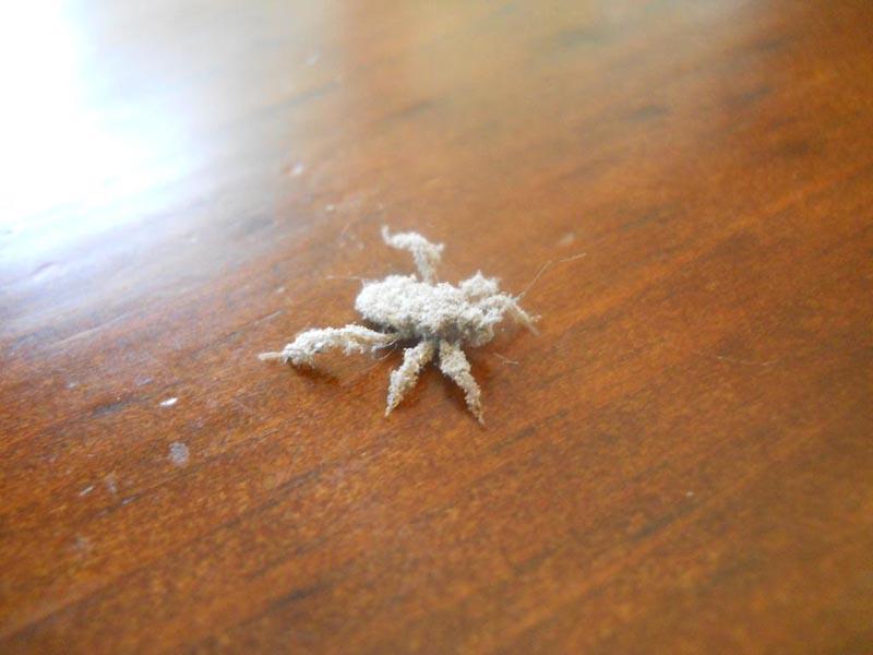 A bedbug sprinkled with powder