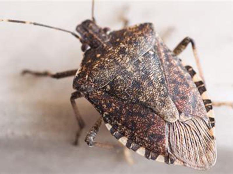 Stink bug: what it looks like, where it hurts, and how to fight it. photo 02