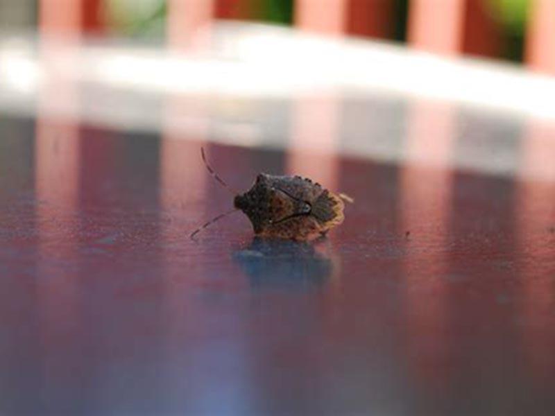 Stink bug: what it looks like, where it hurts, and how to fight it. photo of the bug 11