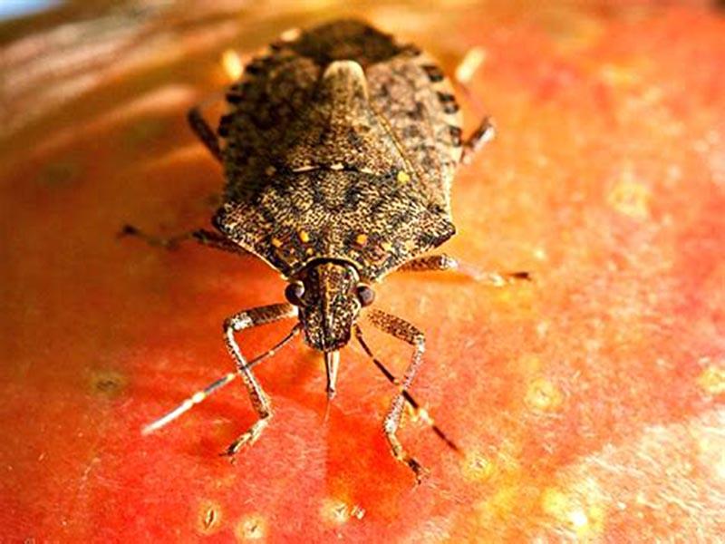 Stink bug: what it looks like, where it hurts, and how to fight it. photo of the bug 10