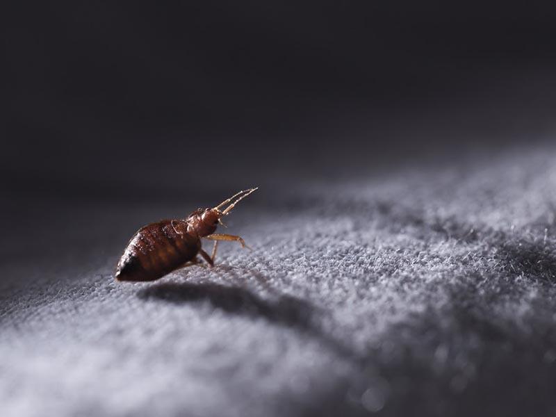 Bed bugs are active at night
