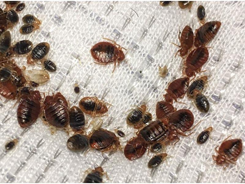 Bed bugs - photo
