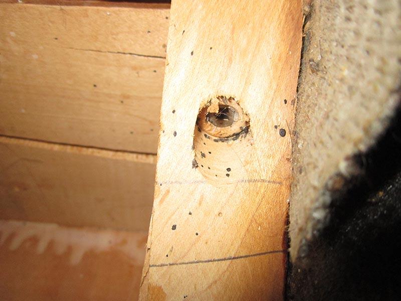 Bed bugs in wooden furniture