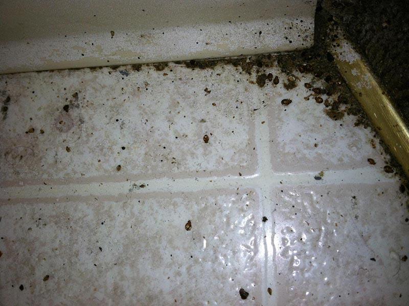Bedbugs in the apartment