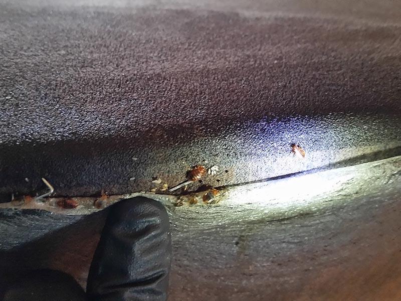 Bed bugs in furniture - photo
