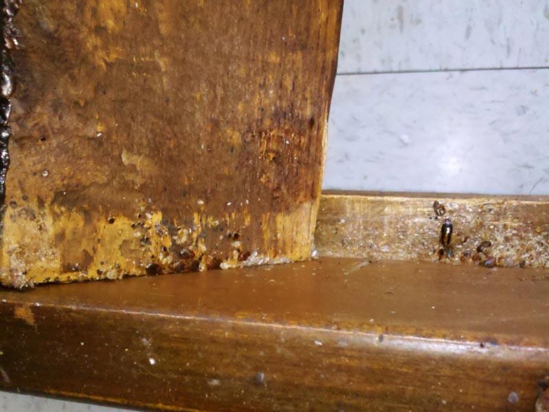 Bed bugs in old furniture