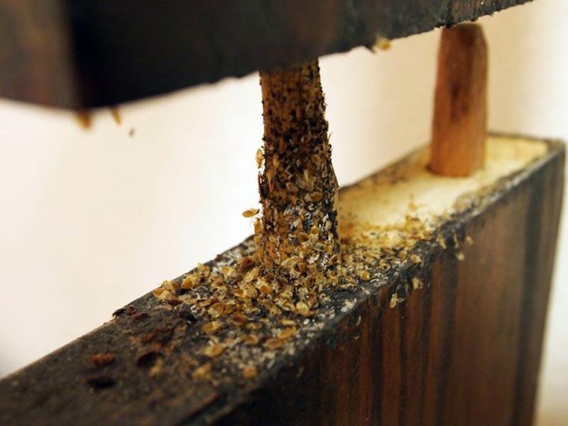 A bedbug colony in furniture