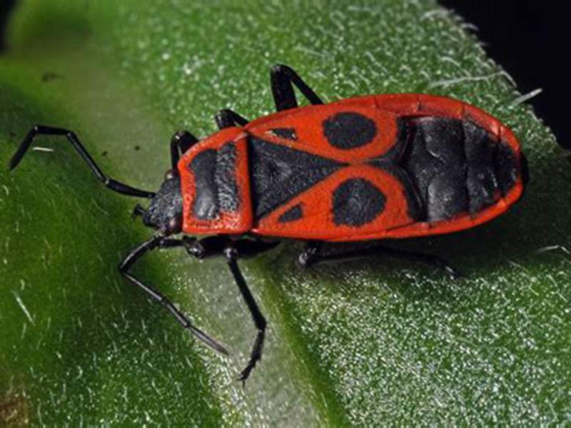 Wood bugs: what they look like, what color, what harm they do, do they bite, how to get rid of them 15
