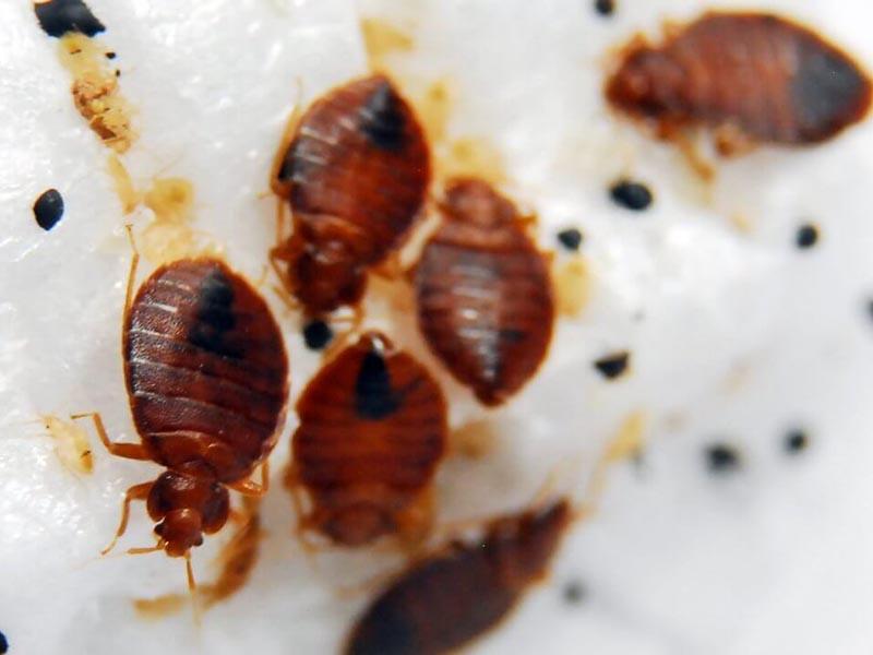 Apartment bed bugs - photo
