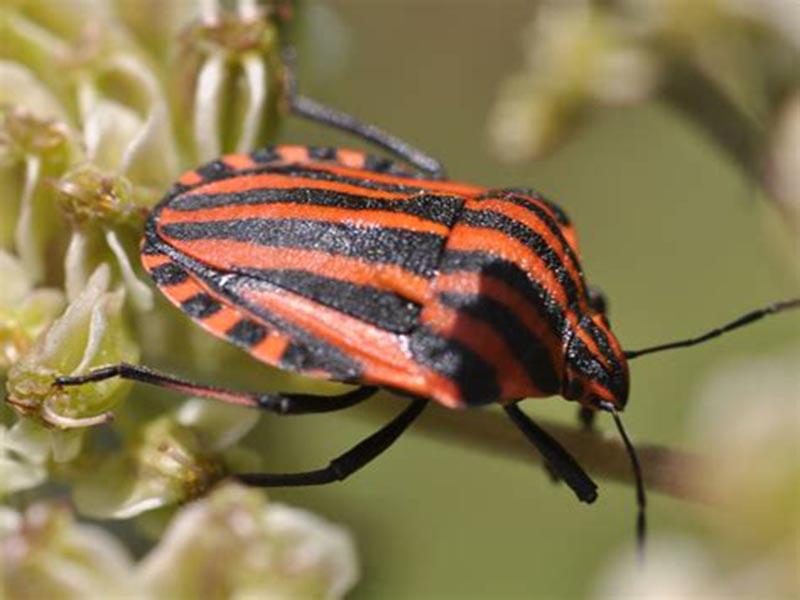 Stink bug: what it looks like, where it hurts, and how to fight it. photo of the bug 06