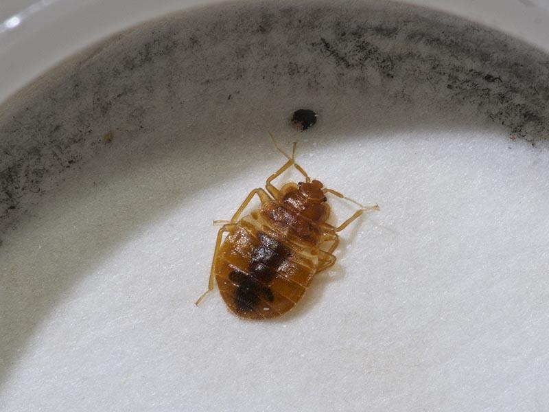 A young specimen of the bedbug