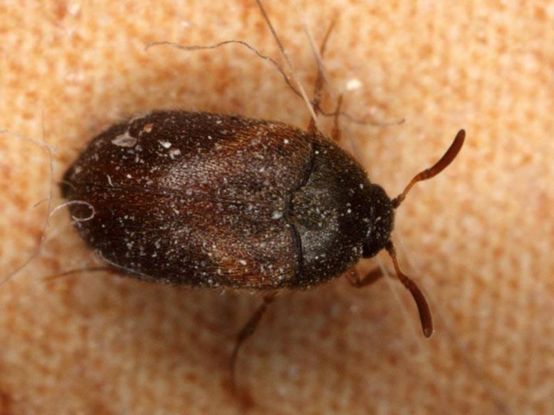 Insects that look like bedbugs
