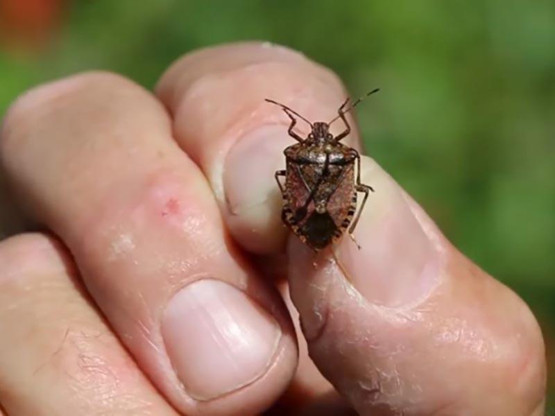 Insects can be collected by hand