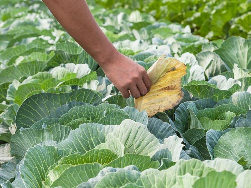 Examination of cabbage leaves