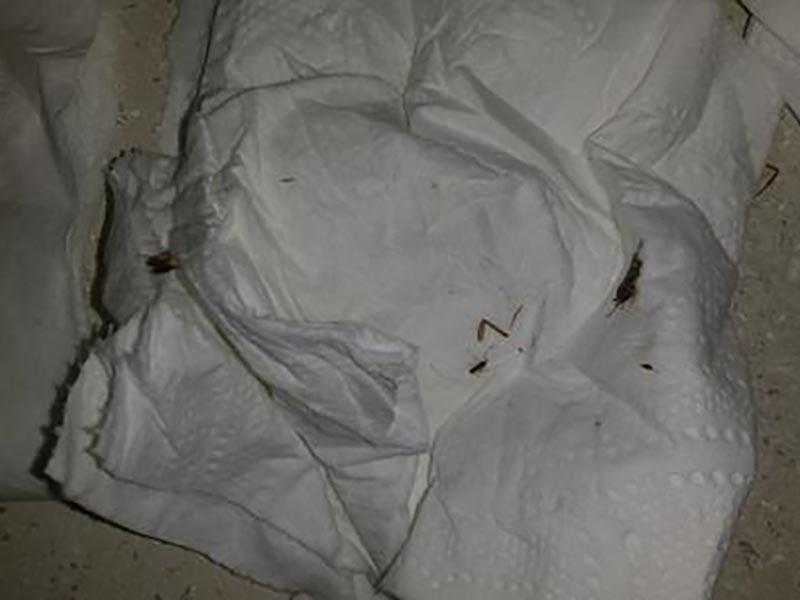Crushed bedbugs
