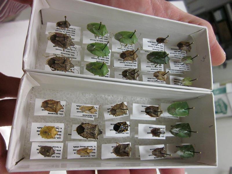 Varietà di insetti del bosco