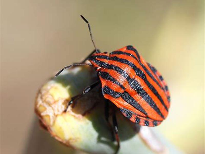 Wood bugs: what they look like, what color, what harm they do, do they bite, how to get rid of them 17