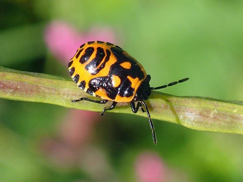 Northern cruciferous bug